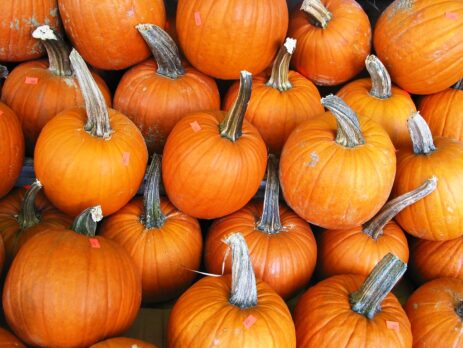 Pumpkins in a patch