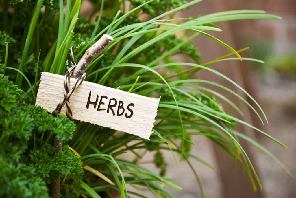 herbs